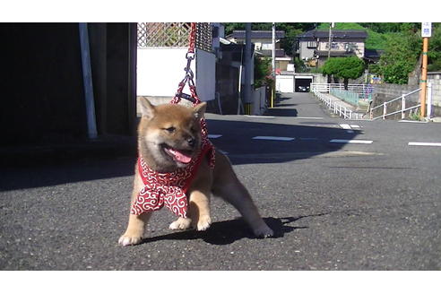 成約済の福岡県の豆柴-74436の3枚目