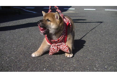 成約済の福岡県の豆柴-74436の2枚目