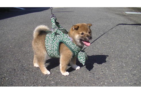 成約済の福岡県の豆柴-74435の6枚目