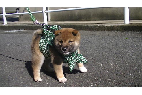 成約済の福岡県の豆柴-74435の5枚目