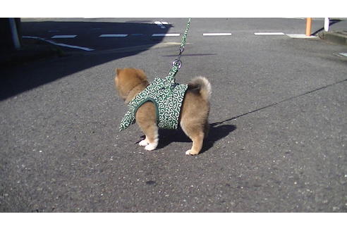 成約済の福岡県の豆柴-74435の4枚目