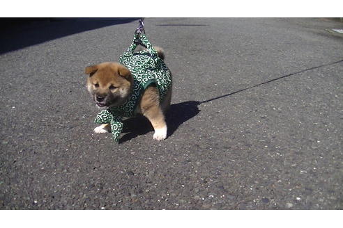 成約済の福岡県の豆柴-74435の3枚目