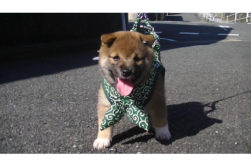 成約済の福岡県の豆柴-74435の1枚目