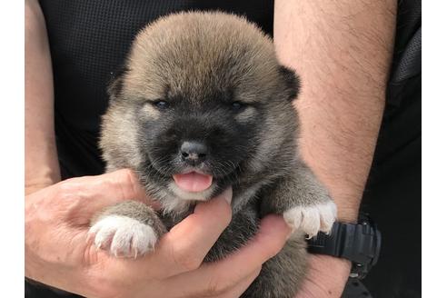 成約済の長崎県の柴犬-76910の9枚目