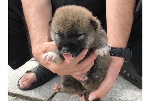 成約済の長崎県の柴犬-76910の8枚目