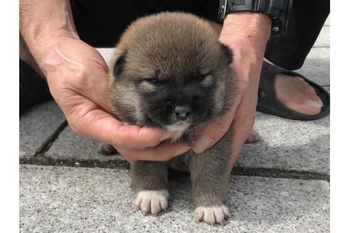 成約済の長崎県の柴犬-76910の6枚目