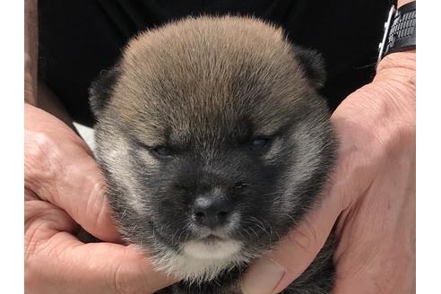 成約済の長崎県の柴犬-76911の1枚目