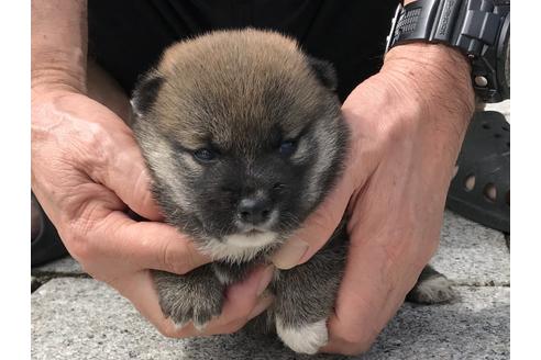 成約済の長崎県の柴犬-76911の5枚目