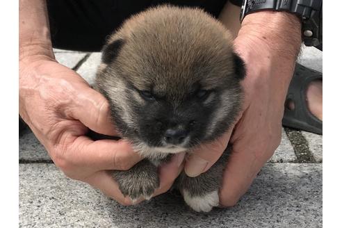 成約済の長崎県の柴犬-76911の4枚目