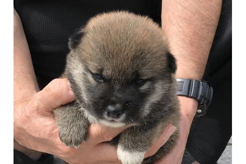 成約済の長崎県の柴犬-76911の3枚目