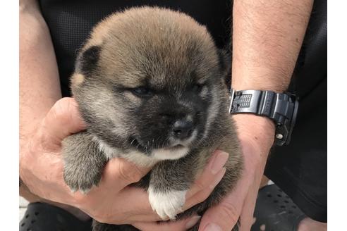 成約済の長崎県の柴犬-76911の2枚目