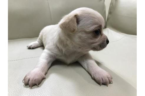 成約済の長崎県のチワワ(スムースコート)-76913の2枚目