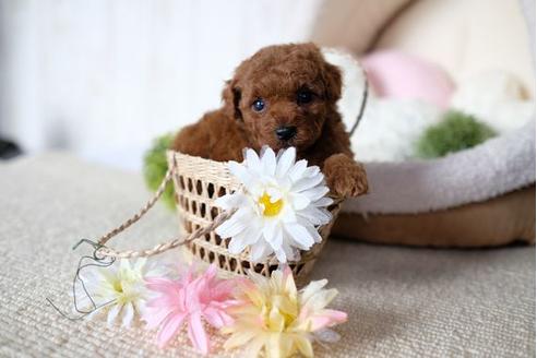 成約済の滋賀県のトイプードル-76924の1枚目