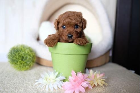 成約済の滋賀県のトイプードル-76924の2枚目