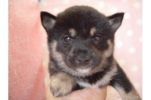 成約済の長崎県の柴犬-76591