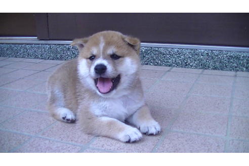 成約済の福岡県の豆柴-77032の6枚目