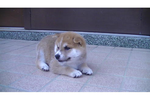 成約済の福岡県の豆柴-77032の5枚目