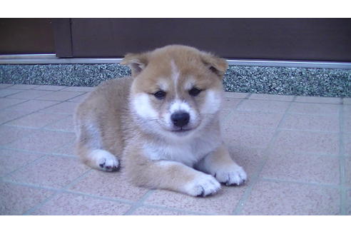 成約済の福岡県の豆柴-77032の4枚目