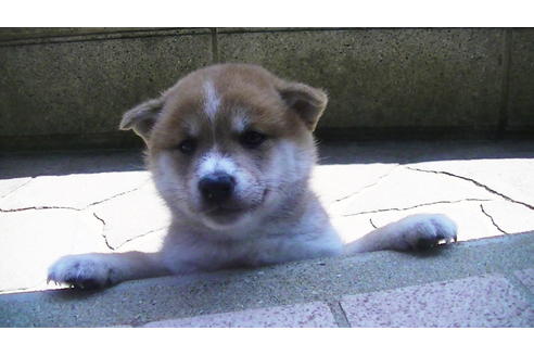 成約済の福岡県の豆柴-77032の3枚目