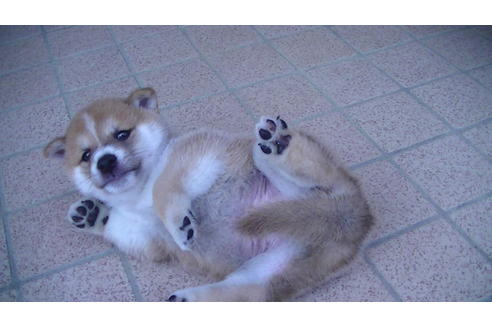 成約済の福岡県の豆柴-77032の2枚目