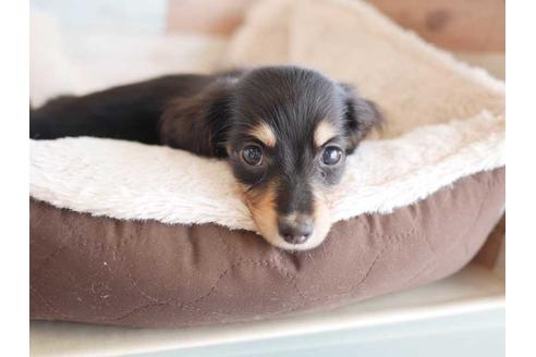 成約済の福岡県のミニチュアダックスフンド(ロングヘアード)-77076の1枚目