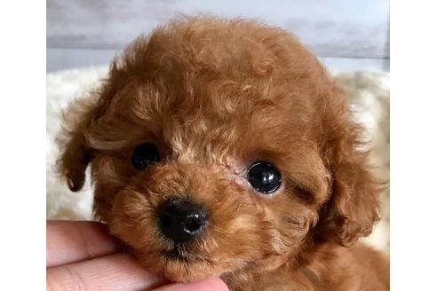 成約済の岡山県のティーカッププードル-76511の1枚目
