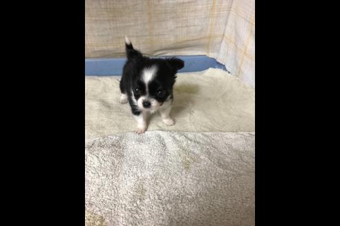成約済の愛知県のチワワ(ロングコート)-77100の4枚目