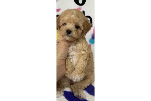 成約済の静岡県のタイニープードル-76992の2枚目