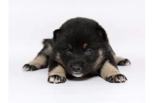 成約済の栃木県の柴犬-77108の1枚目