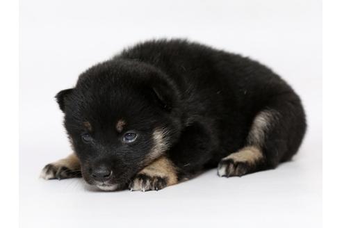 成約済の栃木県の柴犬-77108の3枚目