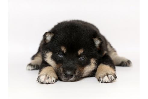 成約済の栃木県の柴犬-77110