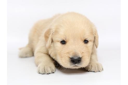 成約済の栃木県のゴールデンレトリーバー-77115の1枚目