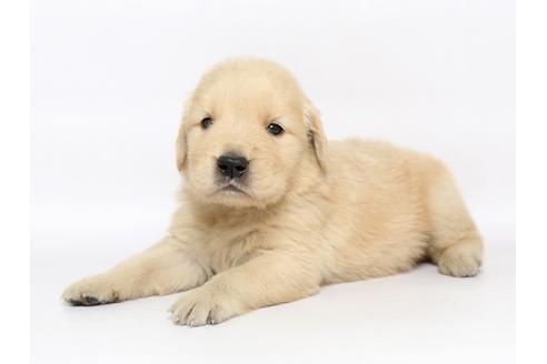 成約済の栃木県のゴールデンレトリーバー-77115の3枚目