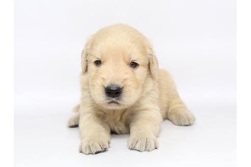 成約済の栃木県のゴールデンレトリーバー-77117の1枚目