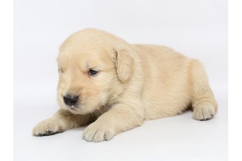 成約済の栃木県のゴールデンレトリーバー-77117の3枚目