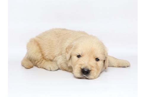 成約済の栃木県のゴールデンレトリーバー-77118の2枚目