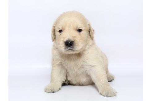 成約済の栃木県のゴールデンレトリーバー-77119の1枚目