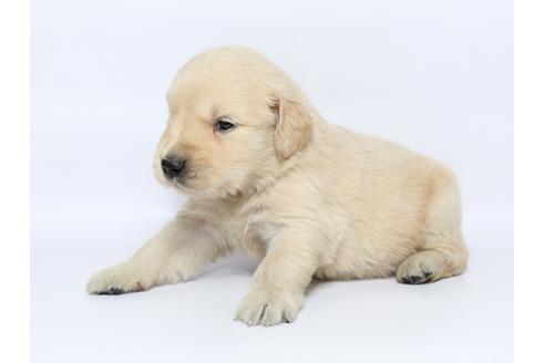 成約済の栃木県のゴールデンレトリーバー-77119の3枚目