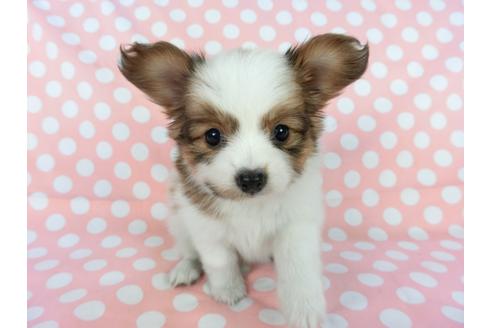 成約済の千葉県のパピヨン-77153の1枚目