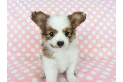 成約済の千葉県のパピヨン-77153の4枚目