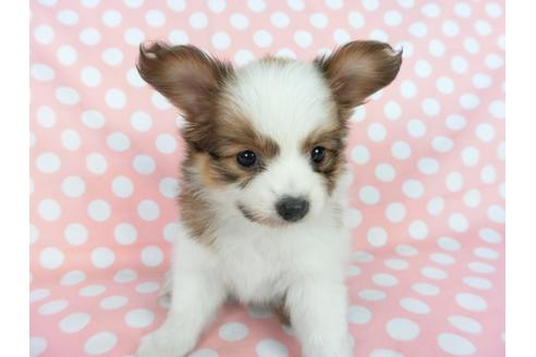 成約済の千葉県のパピヨン-77153の3枚目