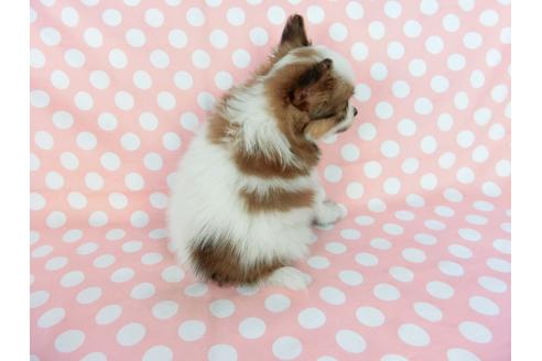 成約済の千葉県のパピヨン-77153の2枚目