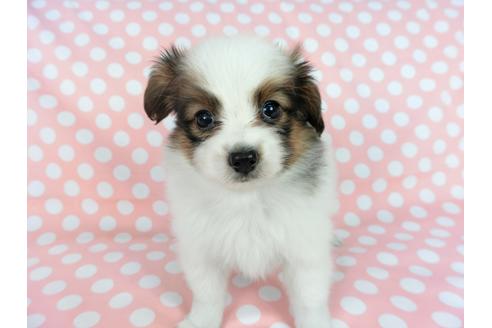 成約済の千葉県のパピヨン-77154の8枚目