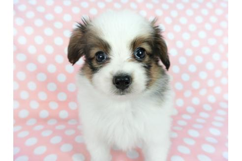 成約済の千葉県のパピヨン-77154の7枚目