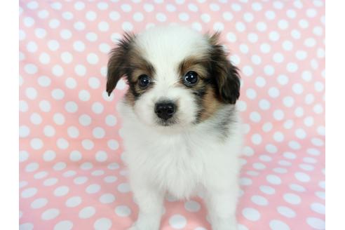 成約済の千葉県のパピヨン-77154の6枚目