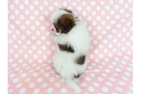 成約済の千葉県のパピヨン-77154の5枚目