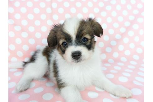 成約済の千葉県のパピヨン-77156の8枚目