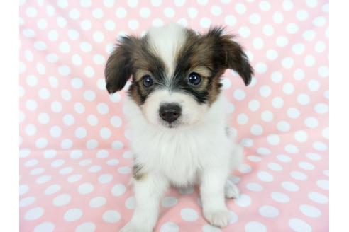 成約済の千葉県のパピヨン-77156の7枚目