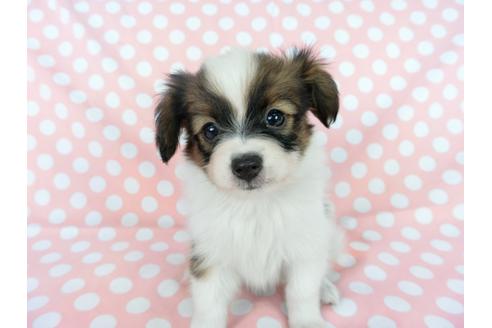 成約済の千葉県のパピヨン-77156の6枚目