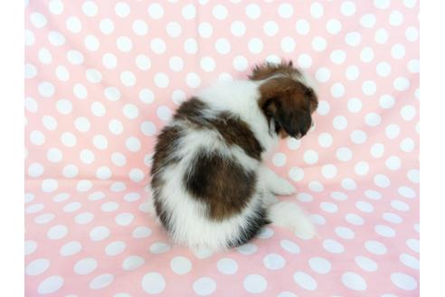 成約済の千葉県のパピヨン-77156の5枚目